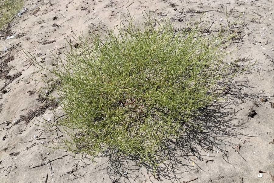 Corispermum 3