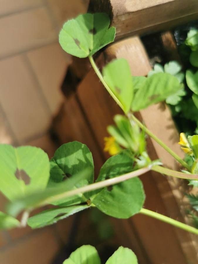 Erba medica minima 17