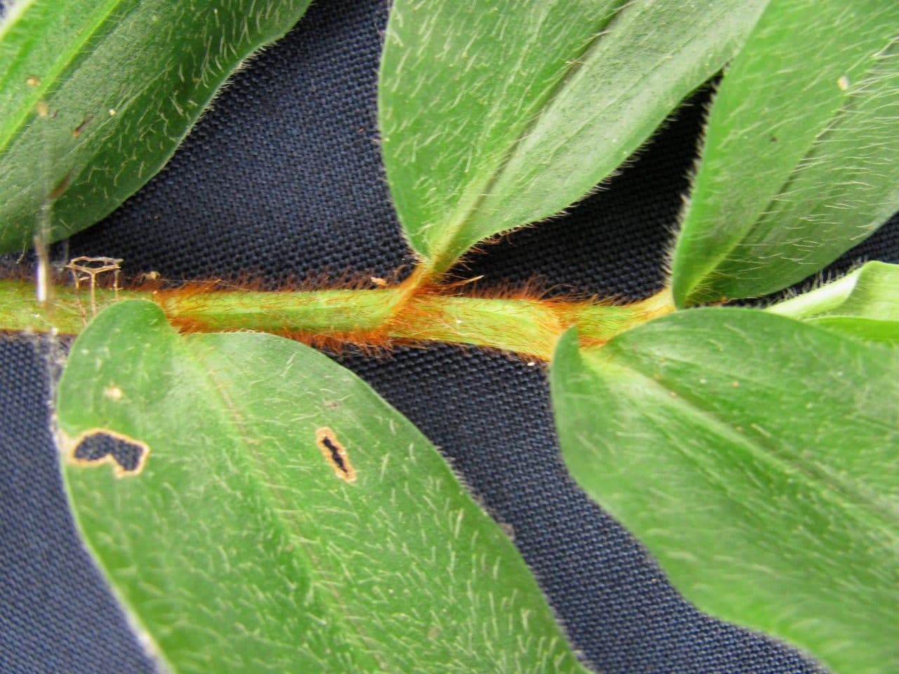 Cojite blanco 6