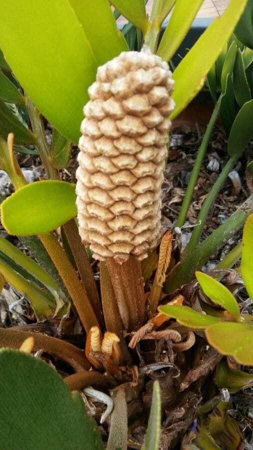 Zamia