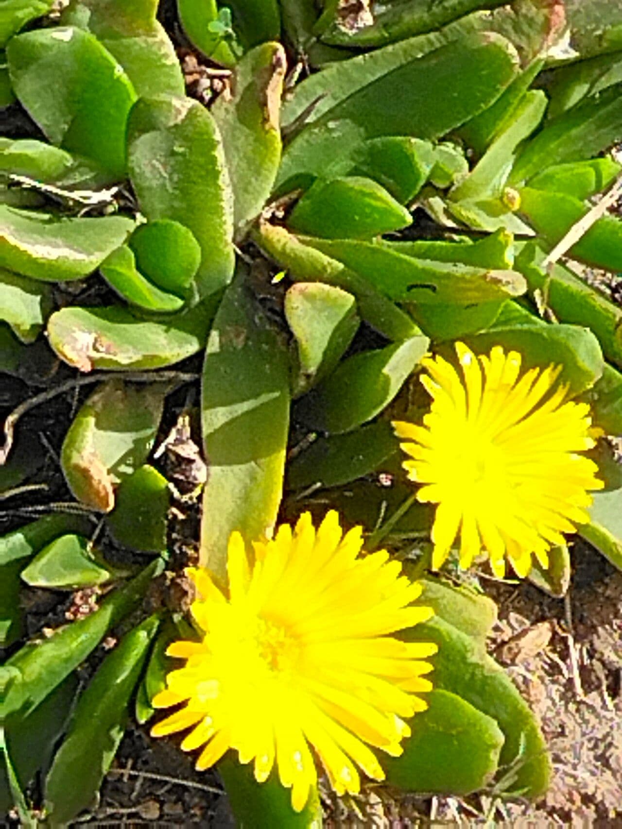 Glottiphyllum 7