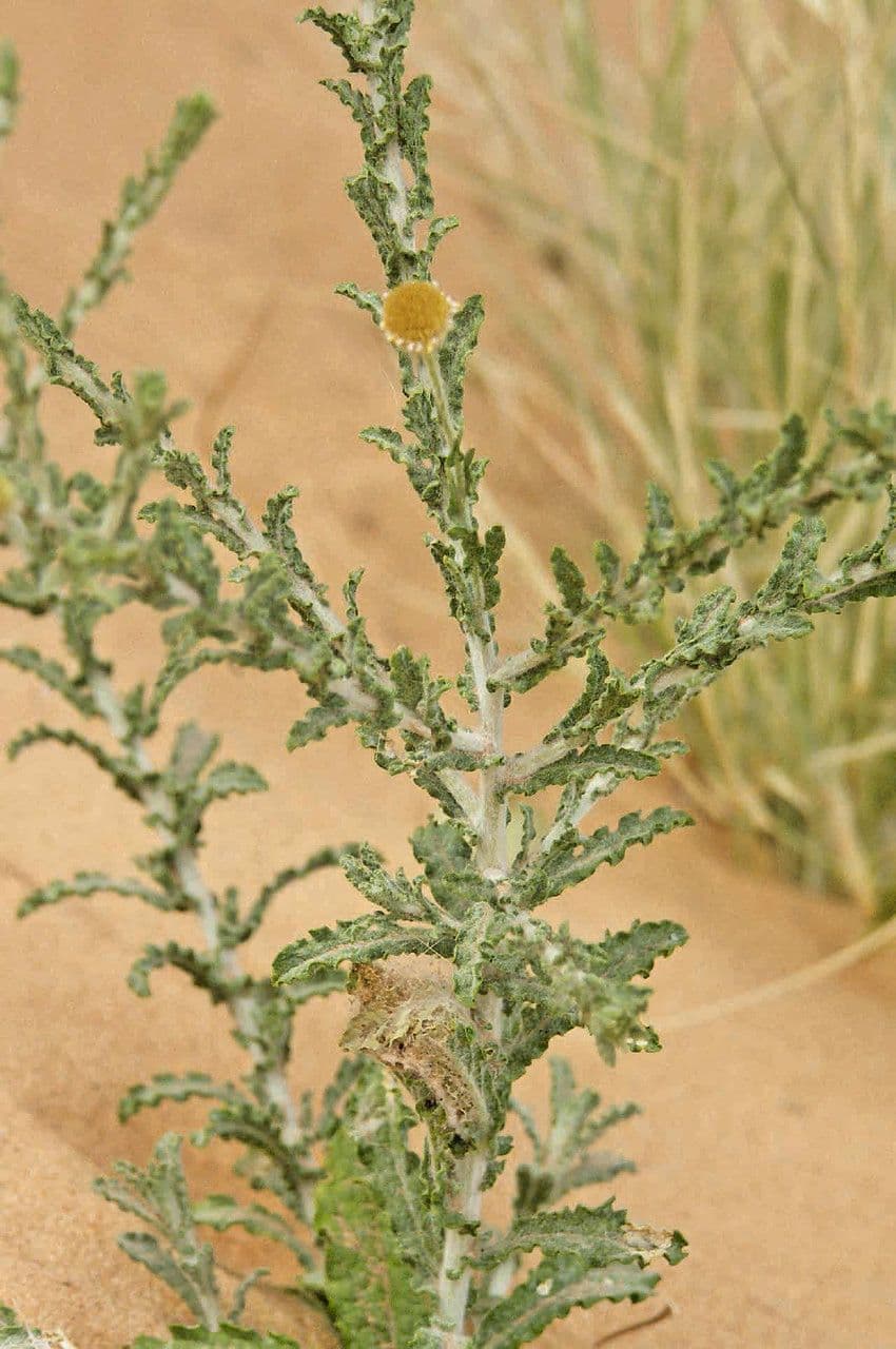 Pulicaria 11