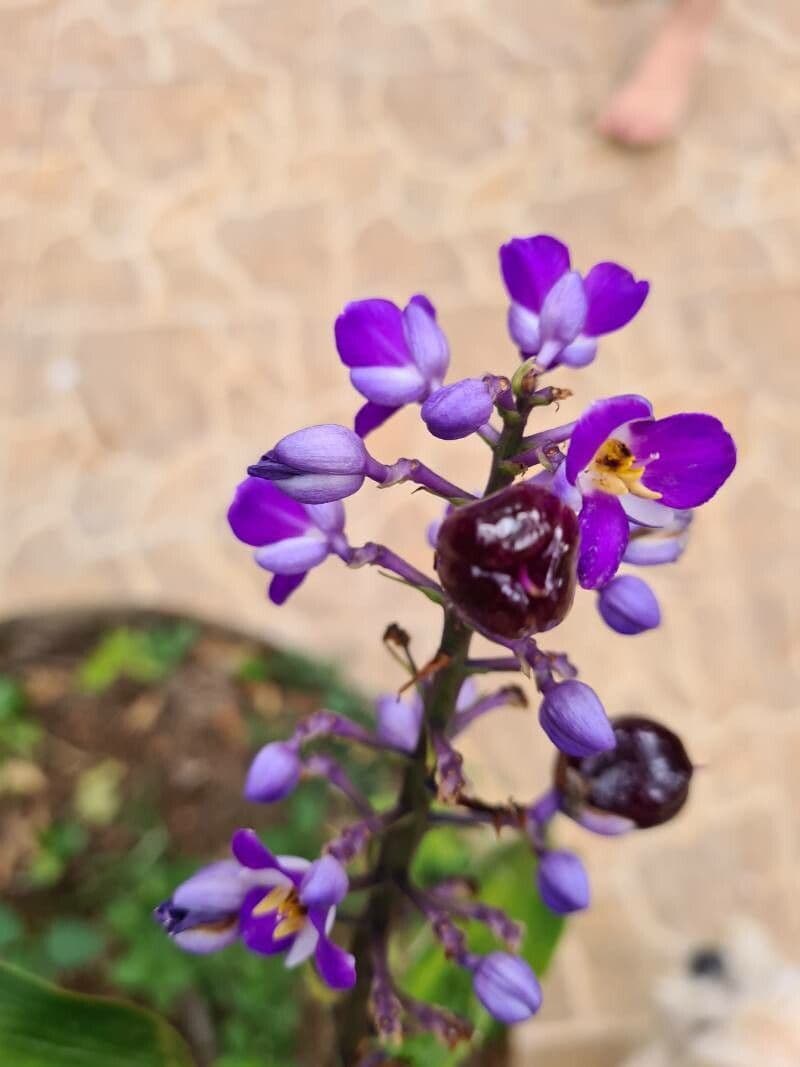 Dichorisandra 3