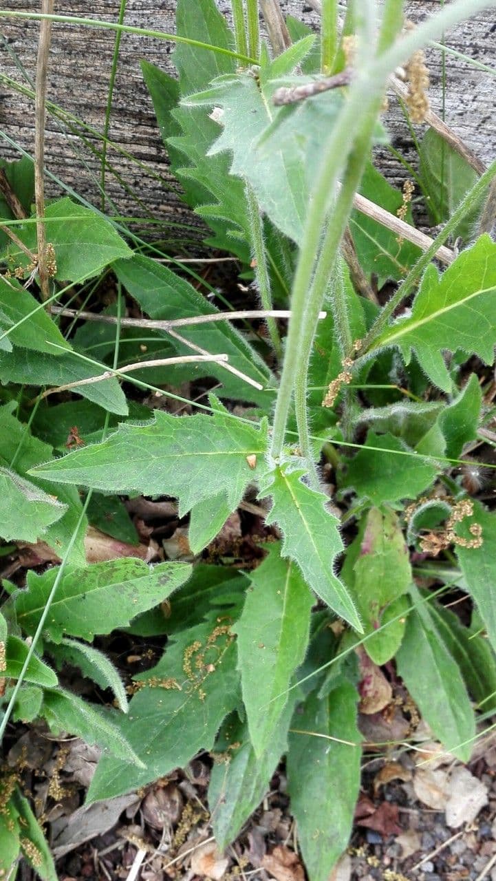 Lachenals Habichtskraut 22