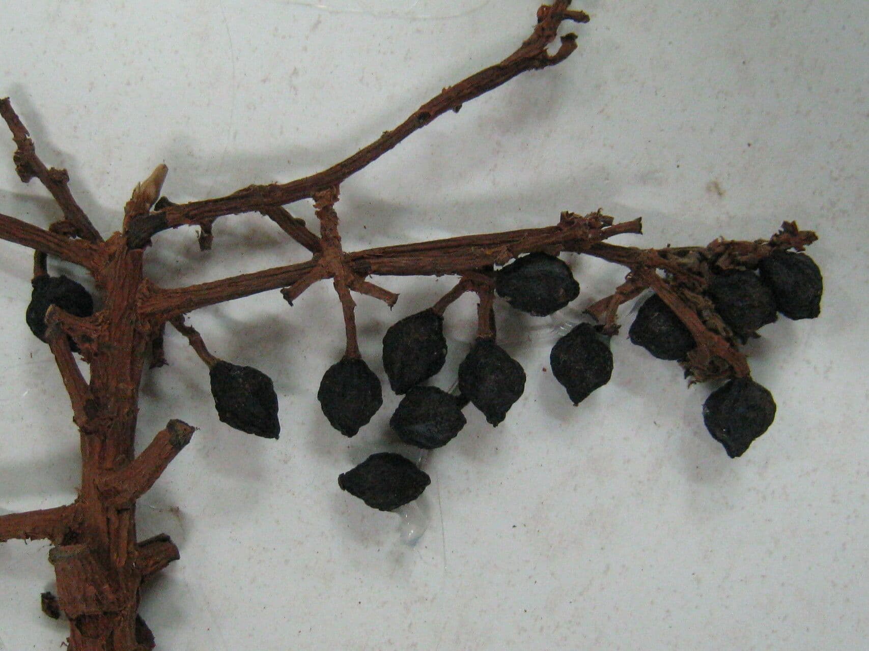 Trattinnickia 4