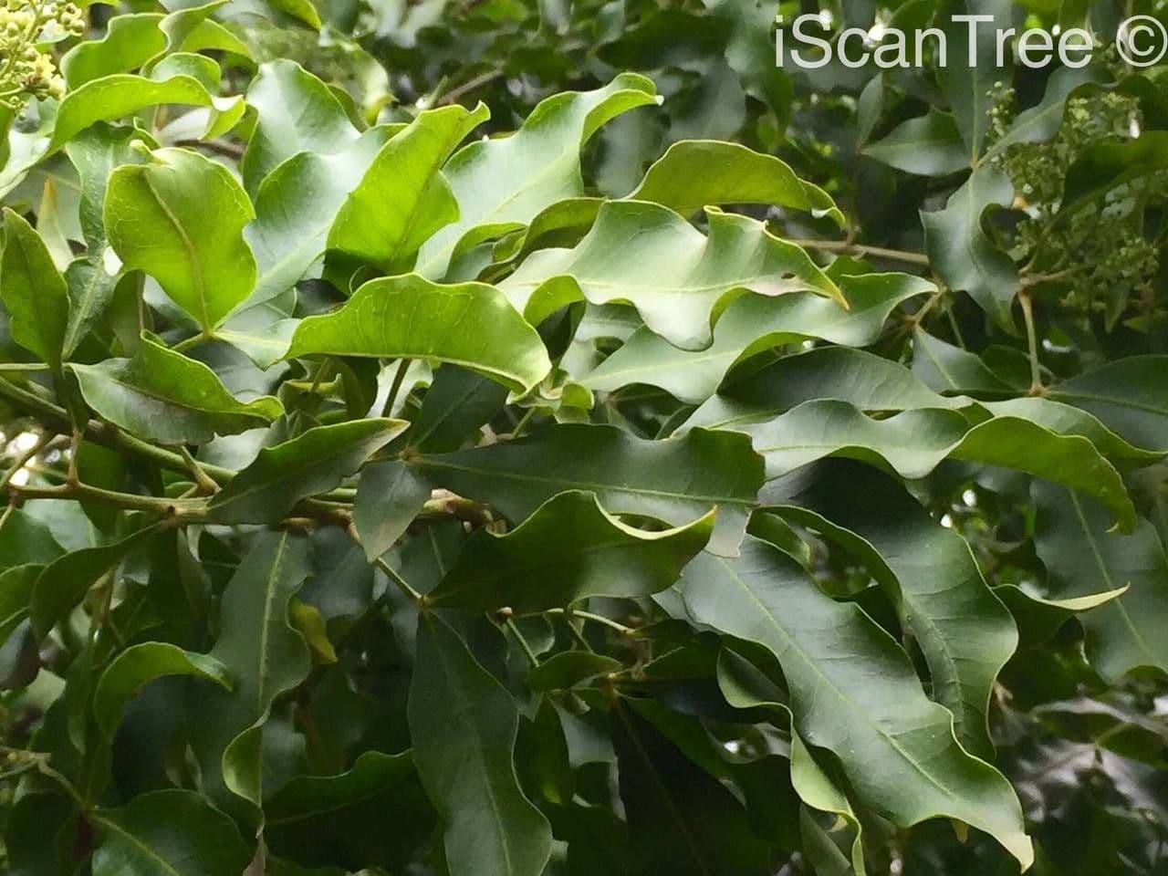 Vepris lanceolata 7