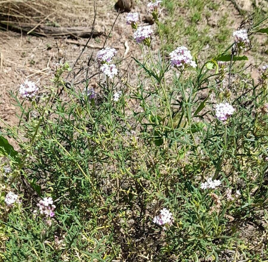 Junellia 6