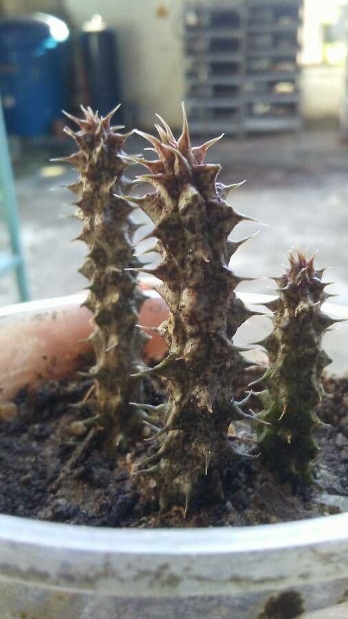 Edithcolea 7