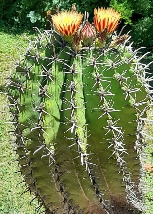 Cactus a botte uncino 13
