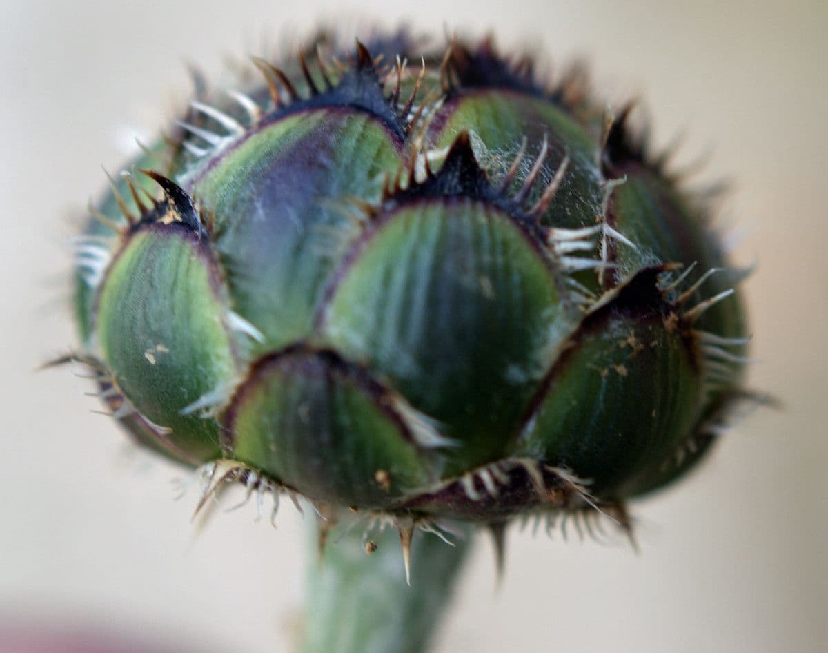 Centaurea 5