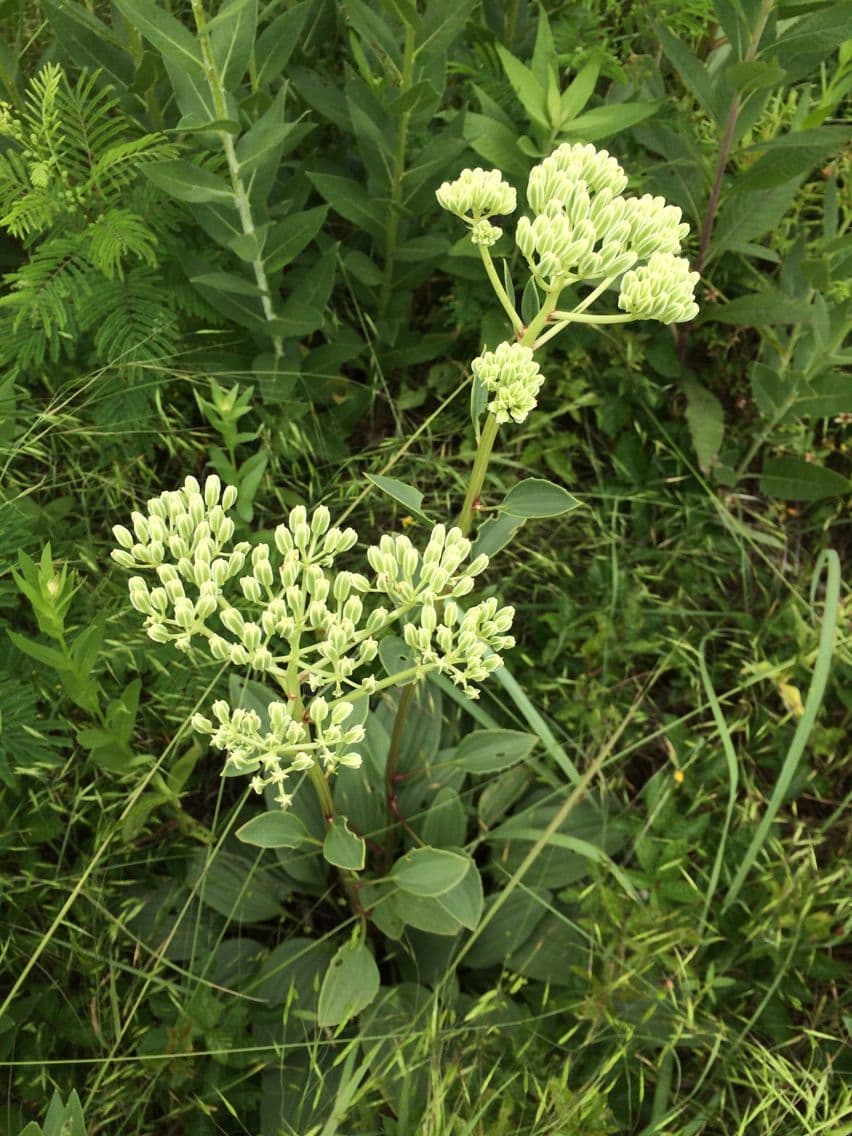 Arnoglossum plantagineum 4