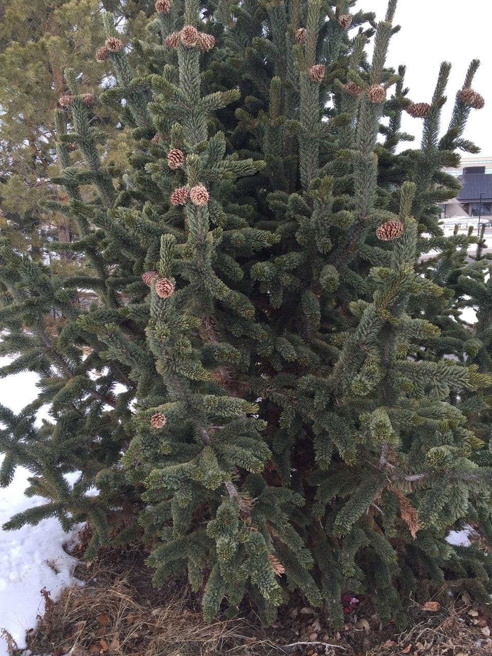 Pino 8