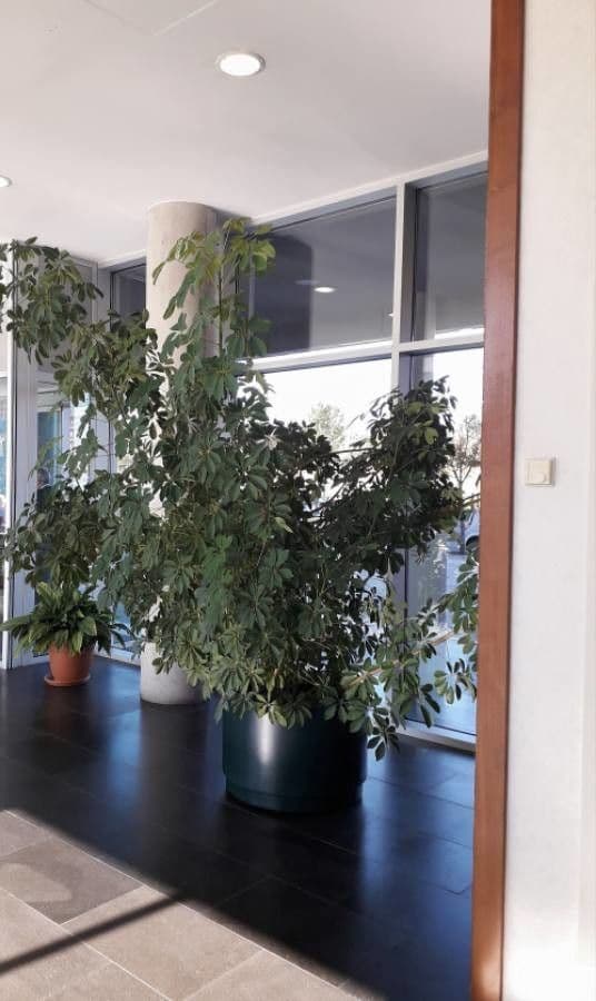 Schefflera arbicole 15