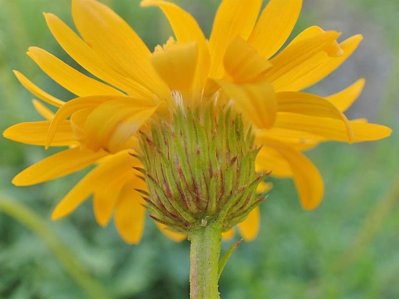 Haplopappus 4