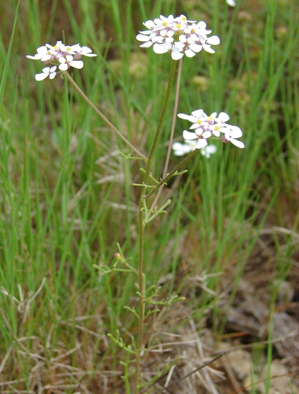 Iberis pinnata 14