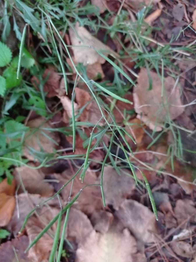Diplotaxis à feuilles étroites 3