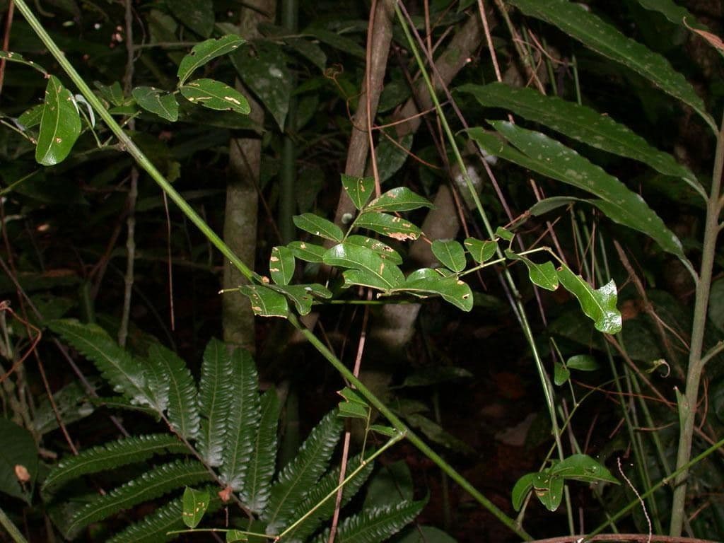 Entada 9