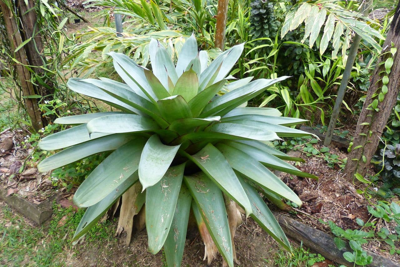 Vriesea eliconioide 10