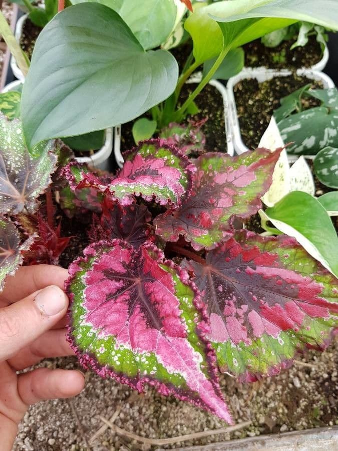 Begonia rex 12
