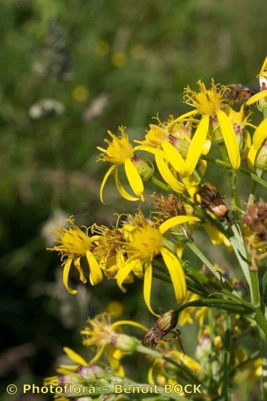 Senecio 21