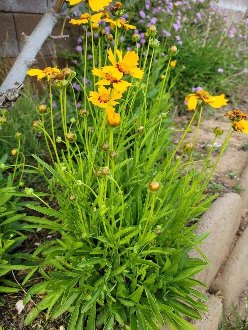 Coreopsis grandiflora 26