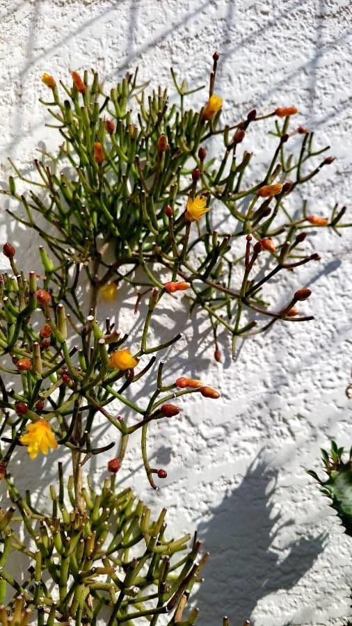 Rhipsalis clavata 6