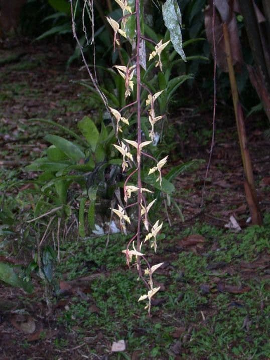 Gongora 11