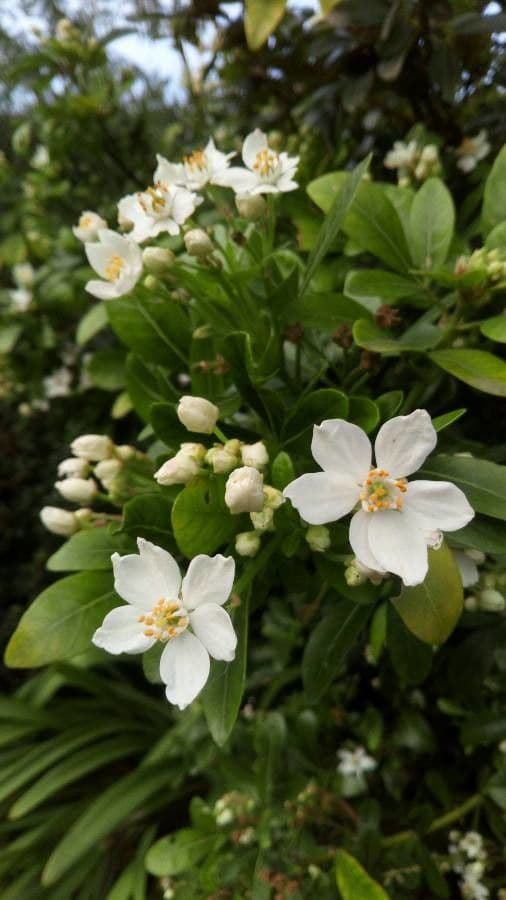 Choisya ternata 9