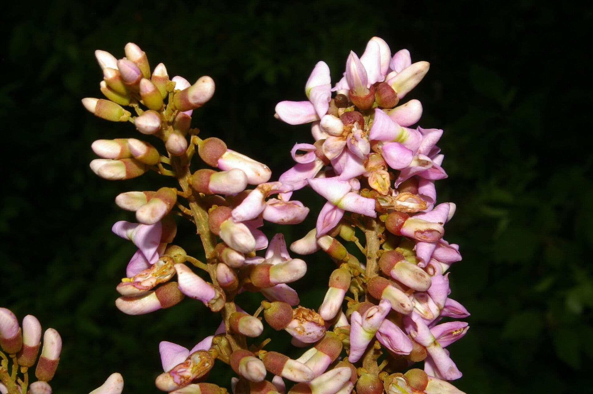 Lonchocarpus 2