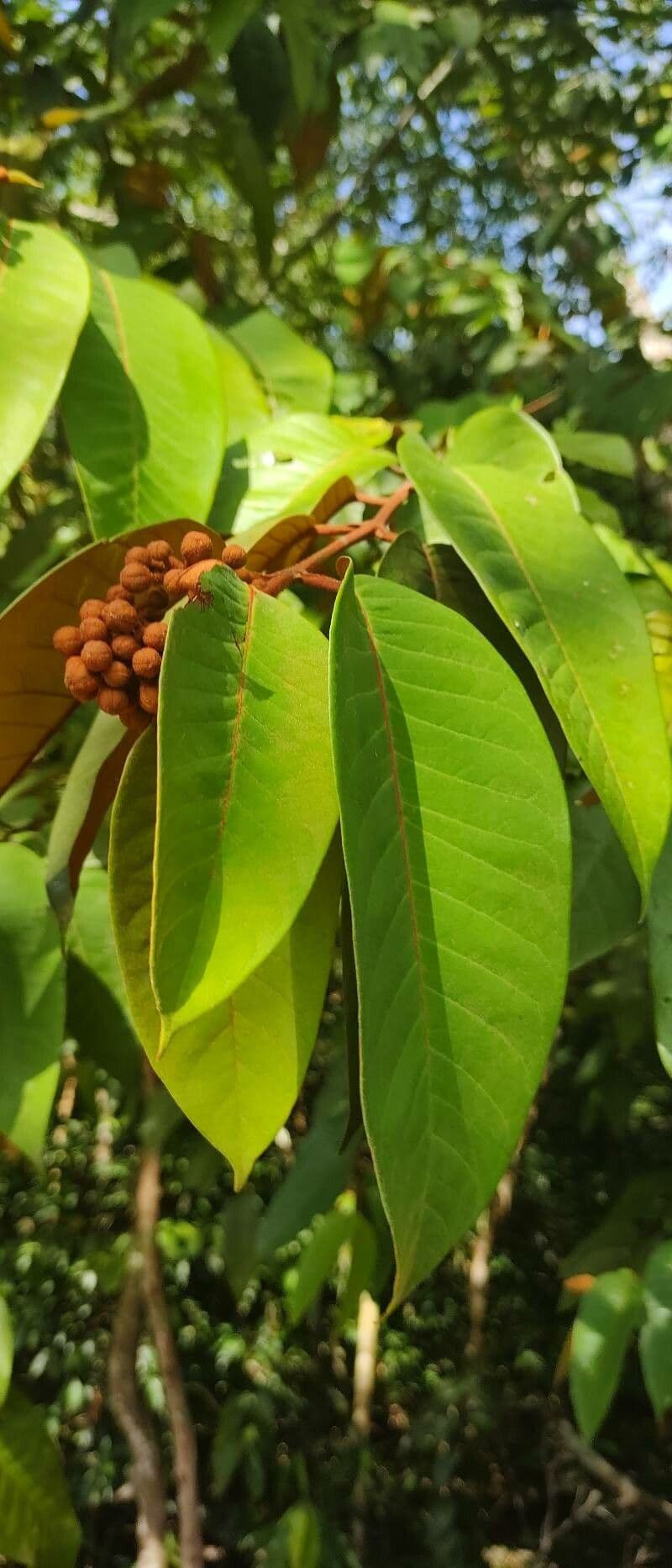 Vismia baccifera 6