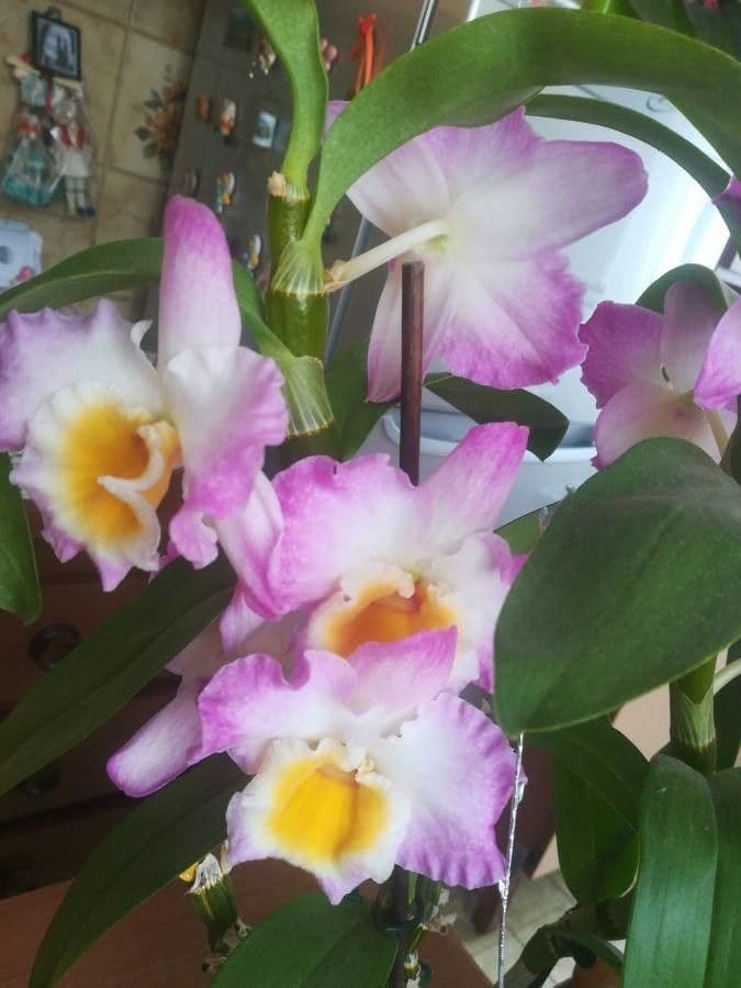 Vavřínovitý dendrobium 3