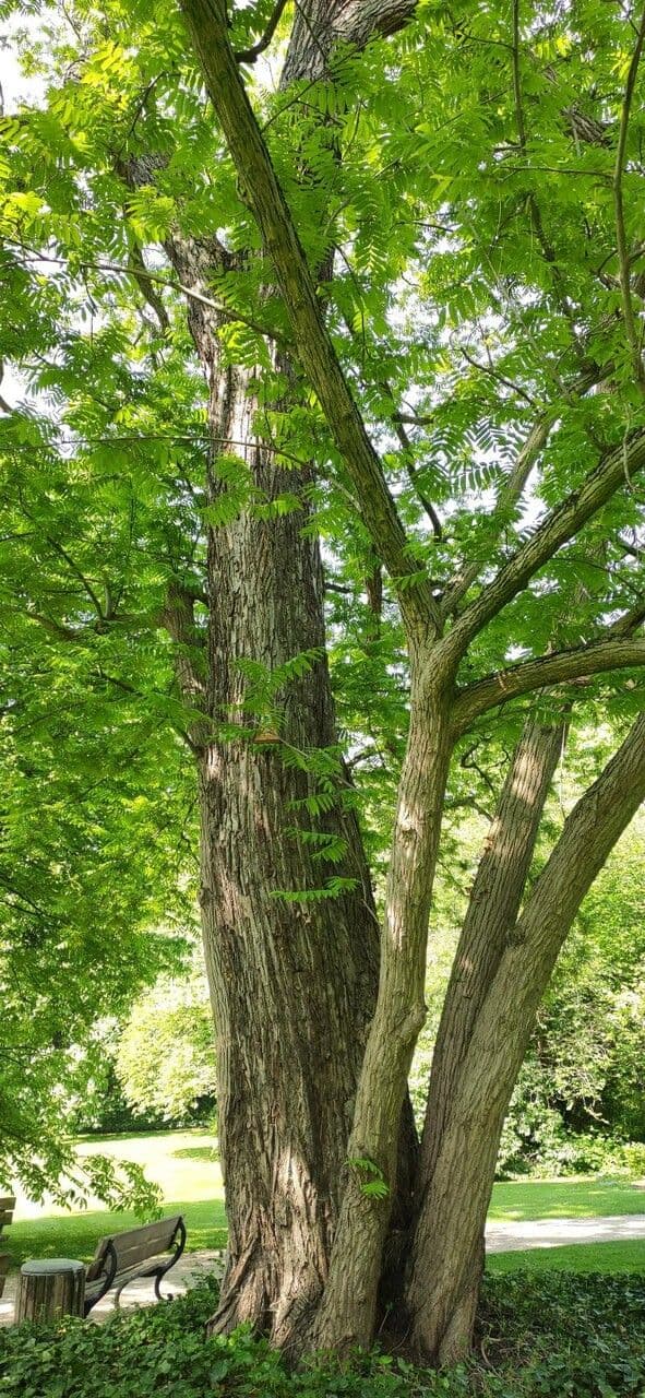 Pterocarya rhoifolia 12