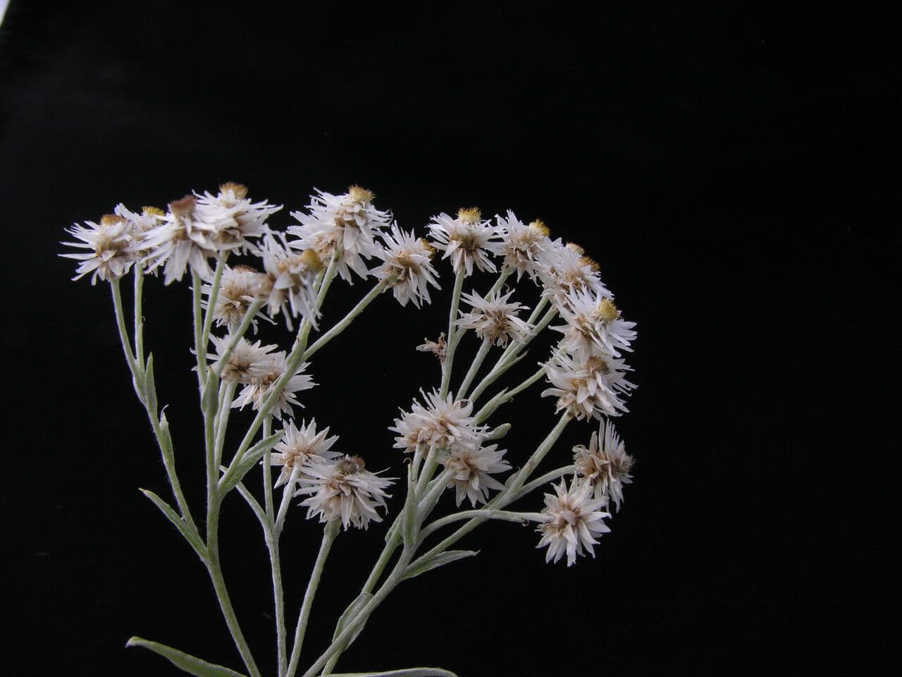 Anaphalis 3