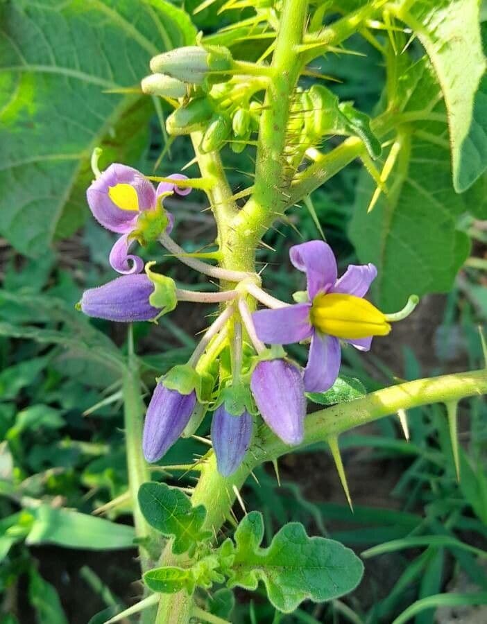 Psian palinacanthum 4