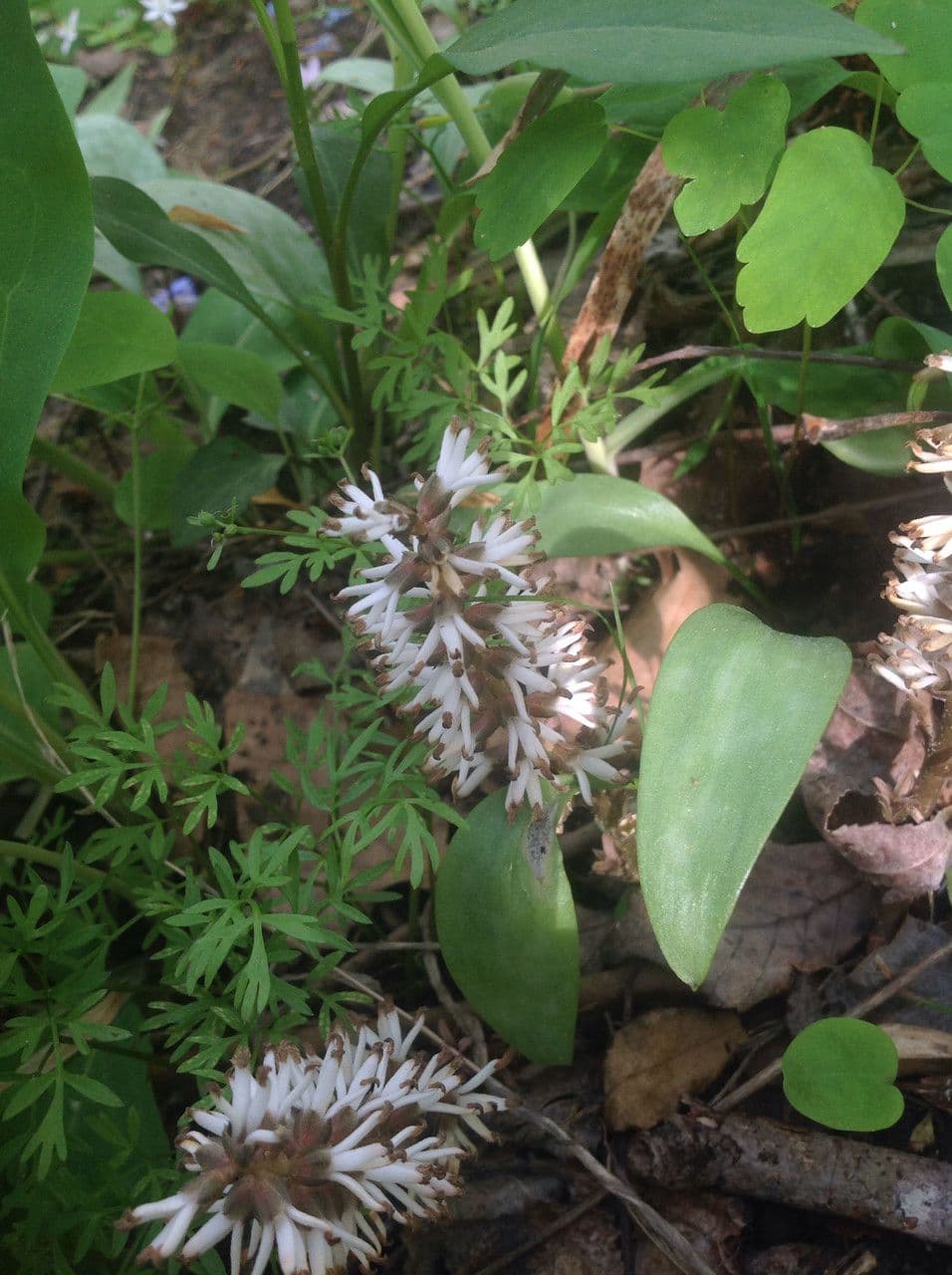 Pachysandra procumbens 8