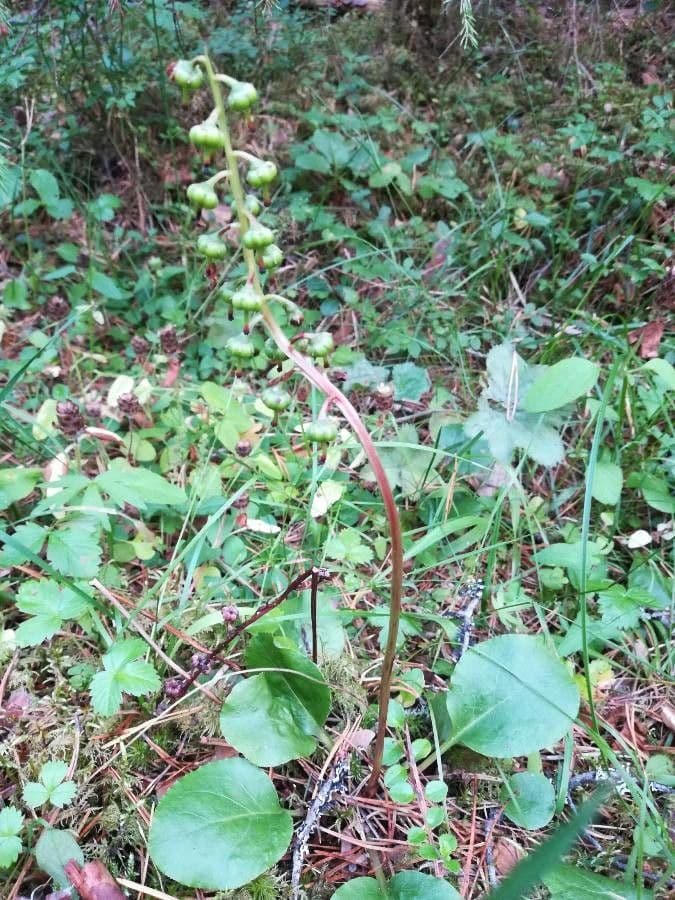 Piroletta minore 4