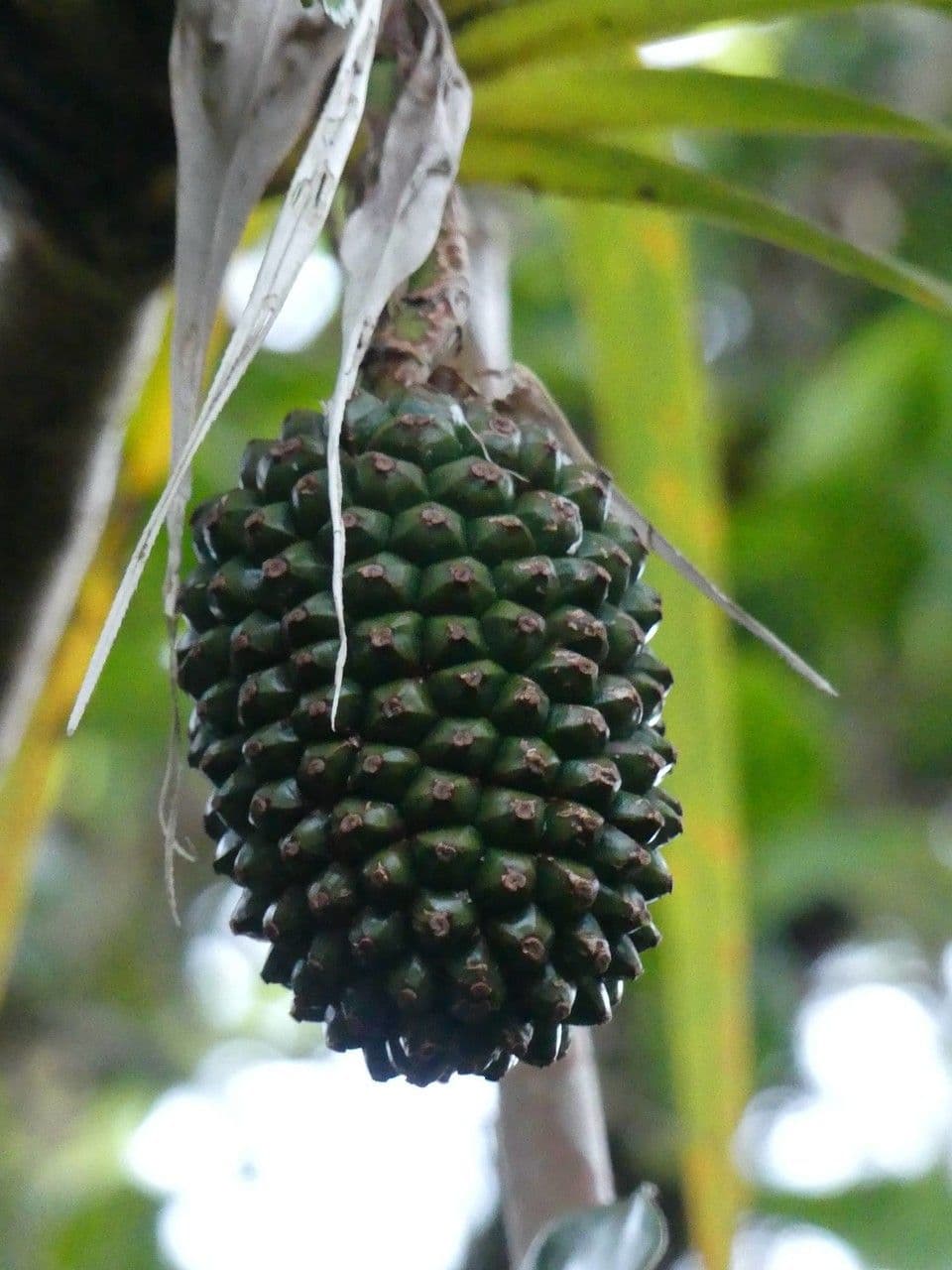 Pandanus 4