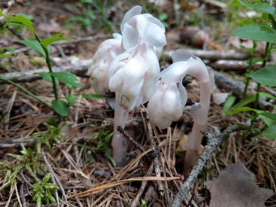 Ipopitide uniflora 4