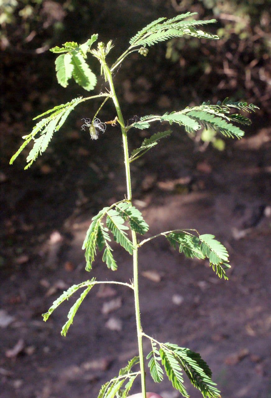 Bogen-Desmanthus 15