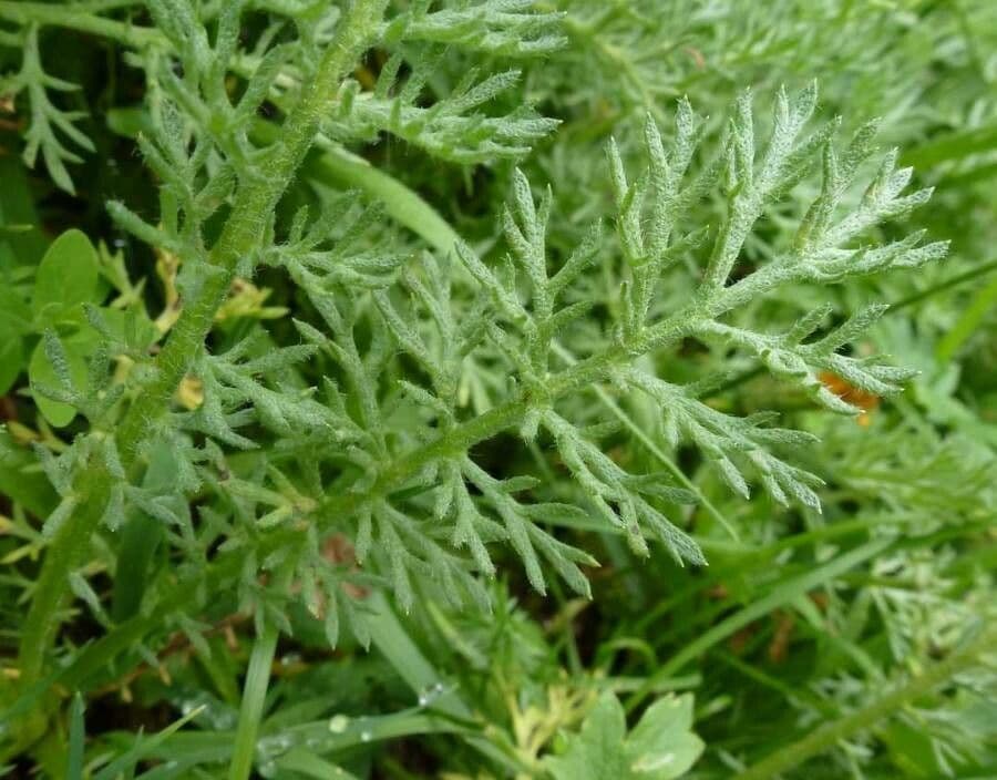 Achillea di Clusio 3