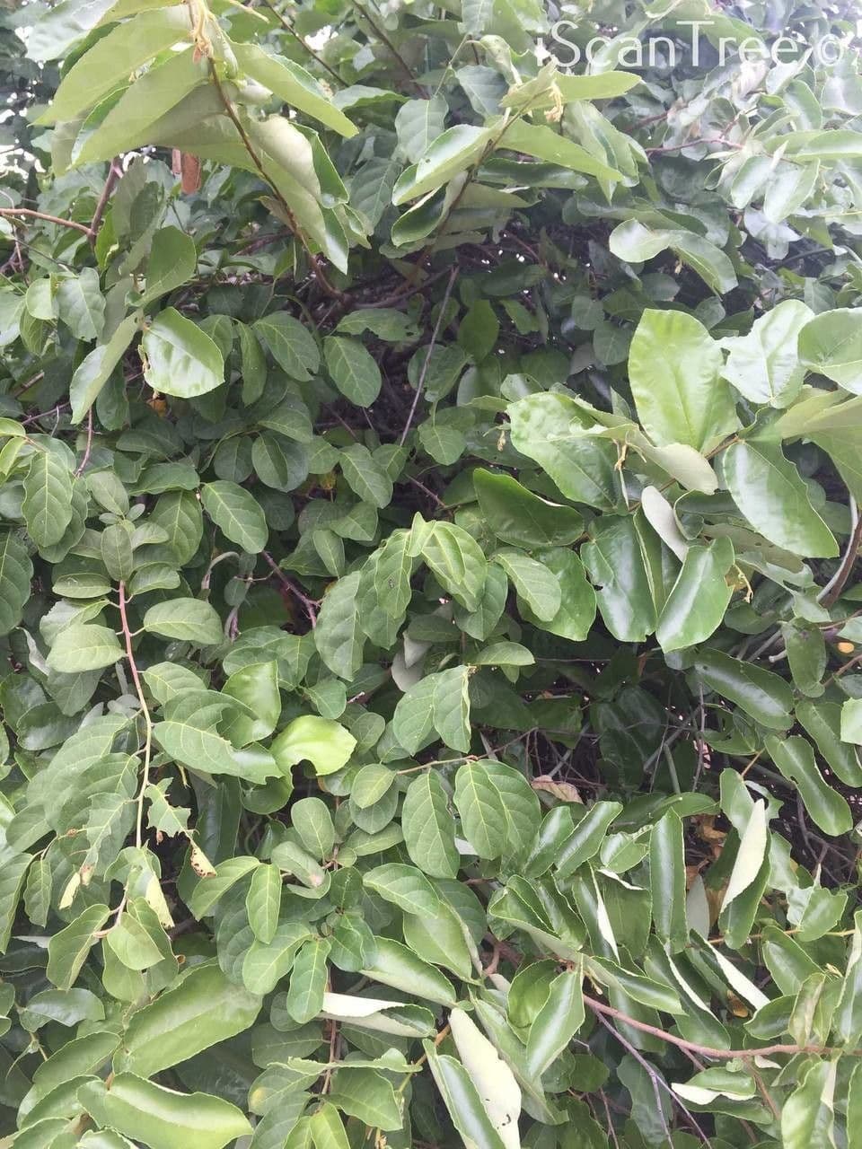 Grewia 13
