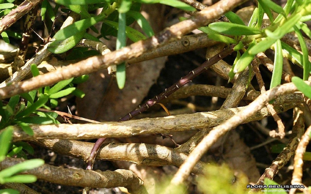 Iberis sempreverde 24