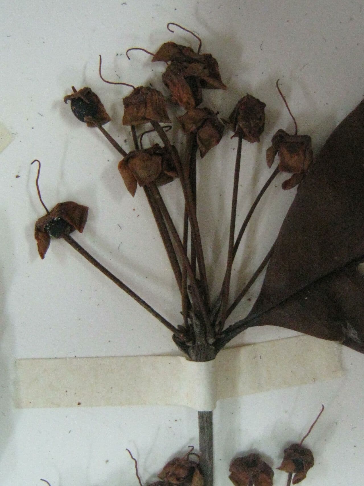 Eugenia 15