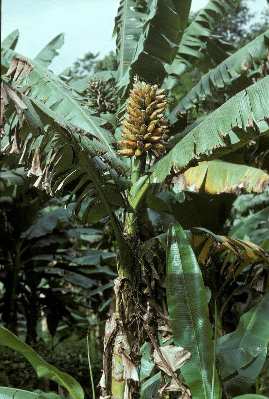 Fe'i-Banane 2