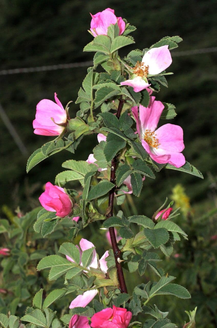 Rosa tomentosa 30