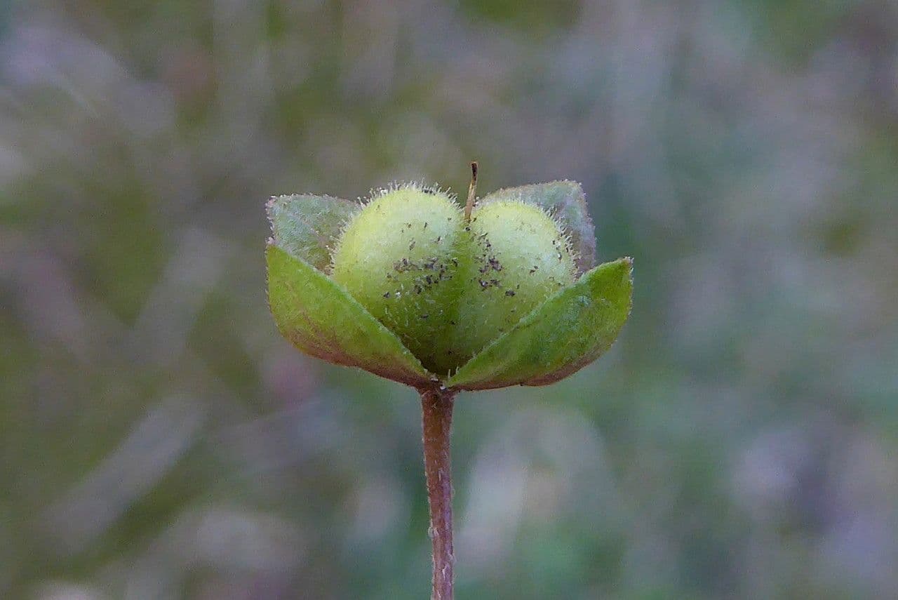 Veronica lucida 4