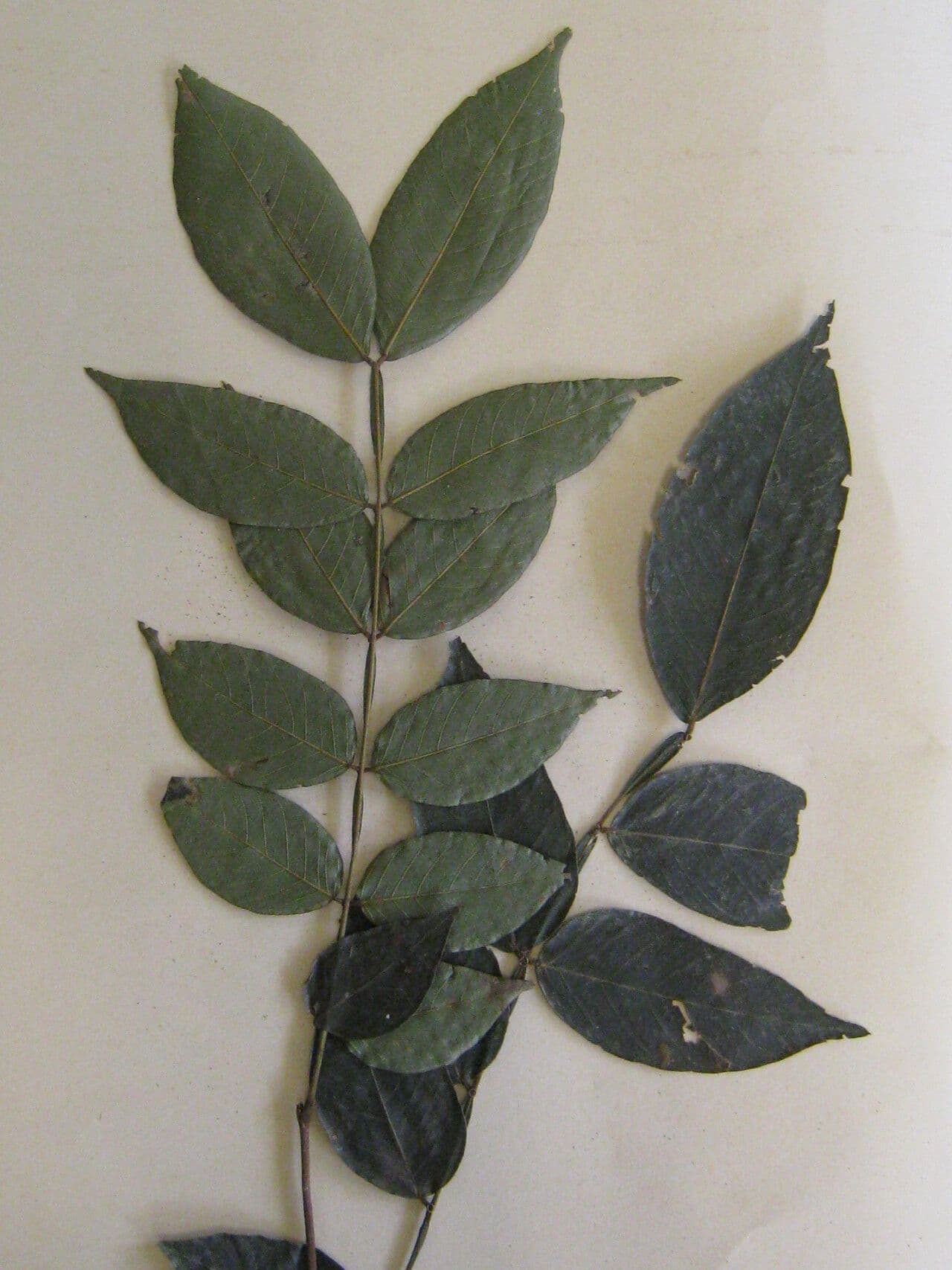 Inga 13