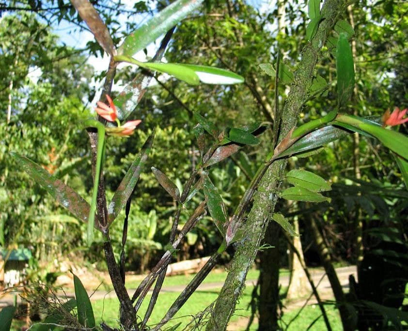 Scaphyglottis 15
