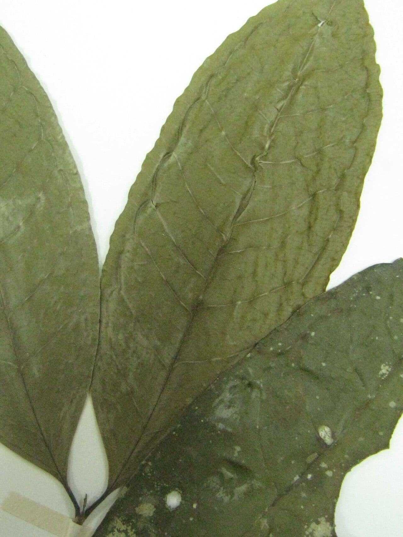 Eugenia 10