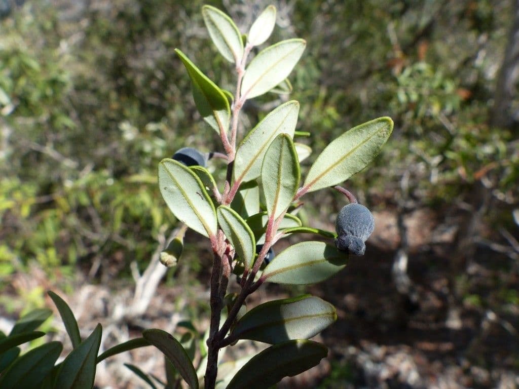 Uromyrtus 3
